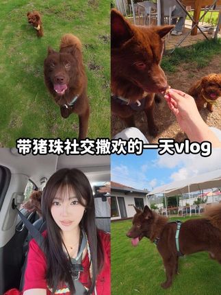 vlog|草坪+小狗=100分治愈 今天可算是尽兴撒欢了~ 猪珠回家后休息了4个小时又满血复活 #狗狗 #养狗人 #vlog日常 #养狗日常 #土松