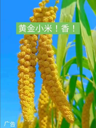 黄金小米!香!#黄金小米 #我要上热门🔥 @DOU+小助手 @DOU+上热门