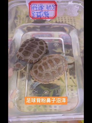 #热门 #沼泽侧颈龟 #足球背 #西非侧颈龟#好喜欢 粉鼻子足球背沼泽侧颈龟,新货回到,精品大眼龟,喜欢的来聊👏