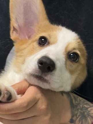 #萌宠 #小狗🐶 #柯基 #柯基小短腿 #呆萌可爱
