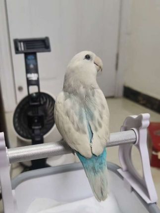 训练定点排便和转圈#手养鹦鹉 #鹦鹉日常 #萌宠成长记