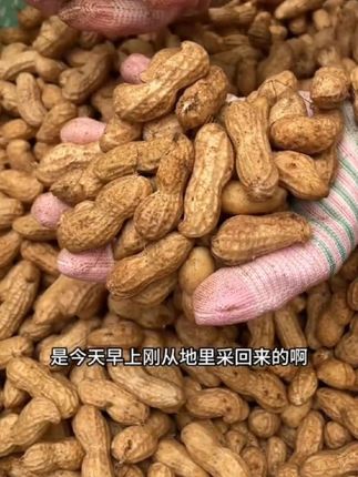 2025年粉皮大颗粒鲜花生正在采摘中,现摘现发手工挑拣后发货,来尝尝吧! #优质农产品 #又干净颗粒又饱满 #原产地发货 #湿花生 #带壳花生