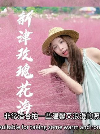 国庆成都出游目的地推荐——新津玫瑰花海 大片的玫瑰 粉黛乱子草已经开好啦#新津花海 #成都花海 #成都国庆好去处 #成都拍照圣地 #成都周边游