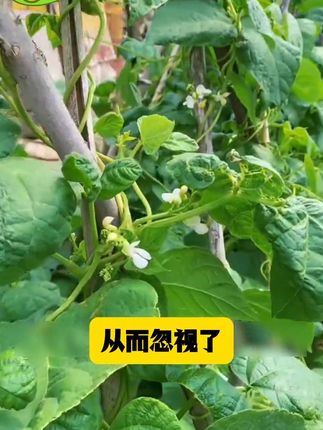 豆角种植就用它!