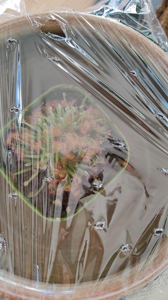 状态很不错,迷你#我在抖音买买买
