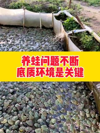 养蛙问题多,那是底质问题多。#牛蛙 #青蛙 #黑斑蛙养殖 #石蛙养殖 #蟾蜍养殖