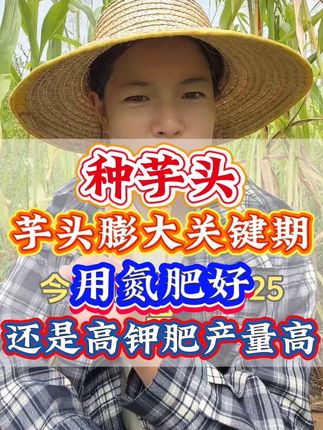芋头膨大关键期,用氮肥好,还是高钾肥产量高#芋头种植#芋头膨大#种芋头#芋头管理#芋头施肥