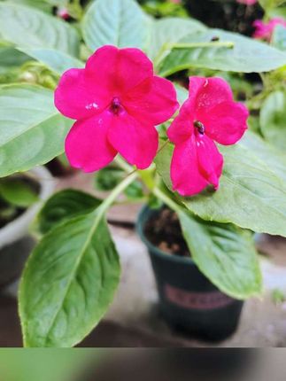 看花时节#玻璃翠花#热门话题 #治愈系