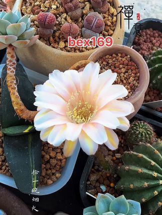 bex 169终于经过几年后又看见花开了#记录多肉生活 #爱生活爱养花 #彩草开花了 #彩草仙人球#美不美你说了算