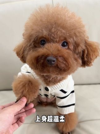 红棕泰迪上身也巨好看的条纹毛衣,快给你家狗狗也安排一件吧#萌宠好物 #狗狗衣服 #新手养狗 #科学养宠攻略