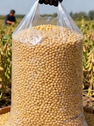 认准东北黑土长的黄豆!泡发后打豆浆,口感醇厚香浓;做成豆腐,软嫩又成型。吃法丰富还营养,生豆芽、炖菜都合适,是厨房少不了的好帮手 #大豆#黄豆 #东北黄豆 #五谷杂粮 #粗粮