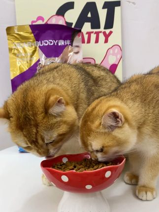 鼎伴抗猫毛过敏猫粮,三效防猫毛过敏,全价营养猫粮,缓解人对猫毛过敏。#我家的毛孩子 #养猫新手 #铲屎官的乐趣 #萌宠出道计划 #猫粮