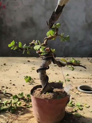 制作精品小盆景造型分享