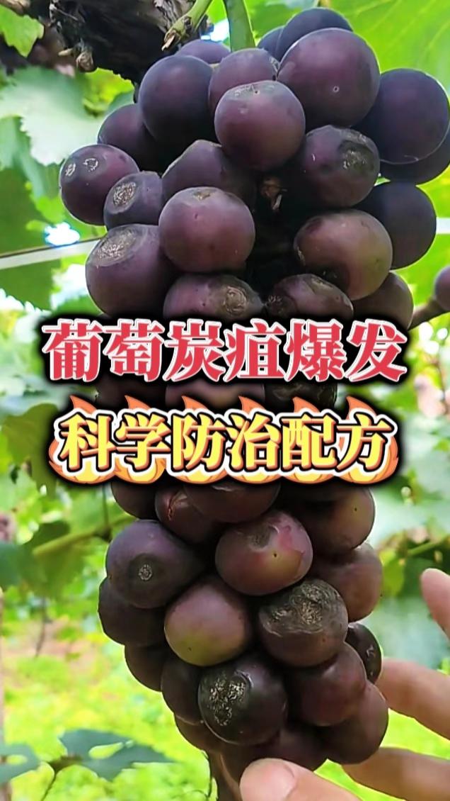 炭疽病特效配方#农业种植#炭疽病#葡萄套袋#杀菌剂#农资肥料