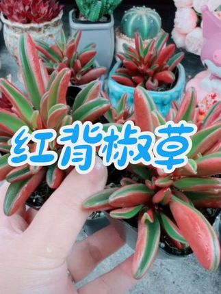 #爱生活爱养花 #红背椒草多肉 #阳台养花 #家里养花 #阳台多肉