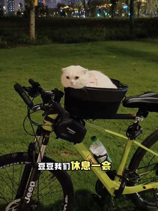 本以为养小猫是为了不孤单 后来才发现它是我爱意和精神的寄托 #治愈系猫咪 #这个猫头好上头 #排毛球 #萌宠好物 #科学喂养