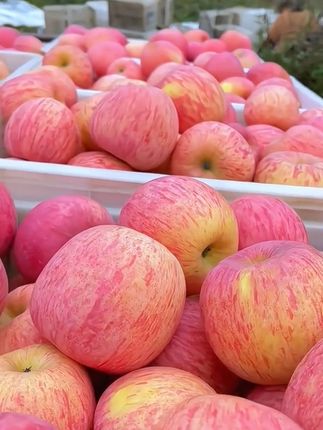 烟台红富士苹果,自然成熟,不打蜡,个大饱满!色泽鲜艳!脆甜多汁!有喜欢的快来尝尝!#山东烟台苹果新鲜 #脆甜多汁 #口感特别好 #优质农产品原产地 #优质苹果