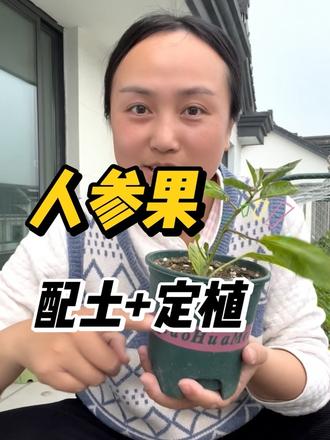 阳台种人参果,简单又高产,一年结三茬,连续结果好几年! 买的人参果穴盘苗成活率高,现在正是种的时候!#种植小技巧 #人参果 #阳台种植