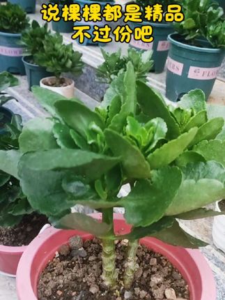 适合长寿花的天气终于来了