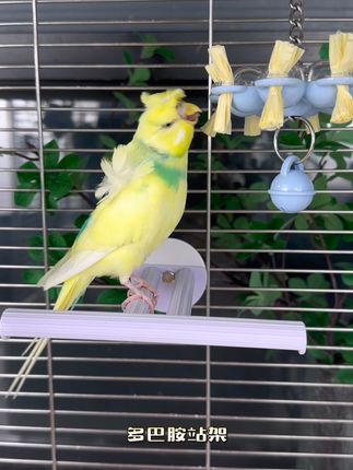 #萌宠 #鹦鹉🦜 #鹦鹉站架 #鹦鹉多巴胺站架