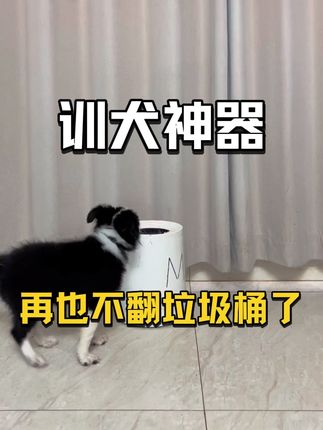 看了这个视频,再也不翻垃圾桶了! 训犬神器按一下,稳定几十年,不要等狗大了,错过训练时期。#萌宠 #宠物 #萌宠边牧 #萌宠出道计划 #萌宠日常记录