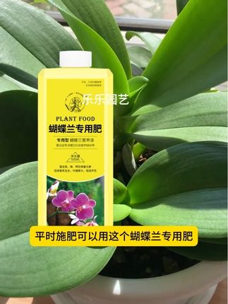 想养好蝴蝶兰,不能只浇自来水,平时施肥可以用这个蝴蝶兰专用肥,补充营养,促进蝴蝶兰生长开花#爱生活爱养花 #养花小技巧 #分享养花知识 #蝴蝶兰养护 #蝴蝶兰施肥
