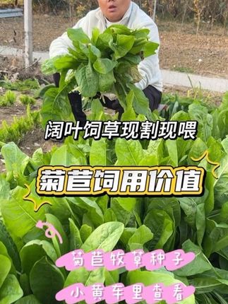 菊苣养猪鸡鸭鹅好消化现割现喂多年生高产阔叶牧草 耐寒又抗旱 营养均衡,适口性好,家禽家畜可以做主食#菊苣#牧草养殖#高产牧草#多年生牧草#牧草种子