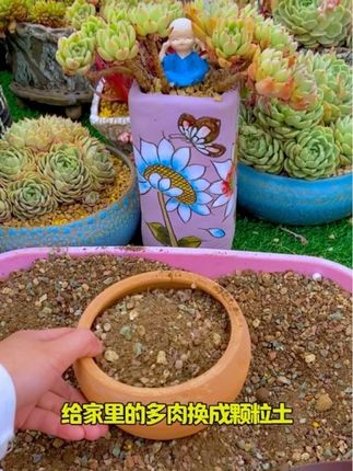9.9就有十二斤#多肉颗粒土 太划算了#种植小技巧 #多肉养护 #花卉绿植 #多肉植物