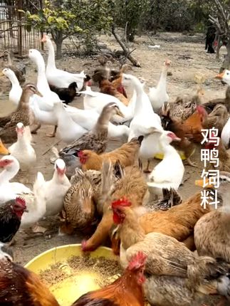 鸡鸭饲料