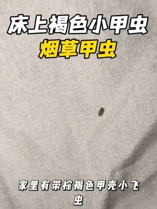 烟草甲虫的虫源位置 家里有带棕褐色甲壳小飞虫,这是烟草甲虫,也就是窃蠹,有翅膀还会飞,家里明明很干净、也没有烧火做饭,烟草甲虫是从哪里来的呢?卧室当中存放有艾草锤、艾草包、足浴包香包这些香料,吸引了烟草甲虫出现在床上,床上的烟草甲虫会咬人吗?答案是会的,烟草甲虫会把你当作食物进行啃食,并且烟草甲虫重灾区域在厨房,厨房堆积久了的中药材、茶叶、干货等滋生了大量的烟草甲虫从而家里满屋都是烟草甲虫,烟草甲虫怎么彻底消灭?#烟草甲虫怎么彻底消灭 #烟草甲虫为什么在床上 #烟草甲怎么彻底消灭 #烟草甲危害 #烟草甲