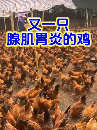 #养鸡小妙招 #养殖技术 #养鸡技术 #养殖人