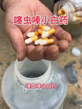 噻虫嗪有很强的内吸性,可以通过根系吸收传输到植株的各个部位。防治蚜虫蓟马蚧壳虫粉虱青虫等多种害虫。#花卉绿植 #果树种植 #病虫害防治 #噻虫嗪小白药 #杀虫剂