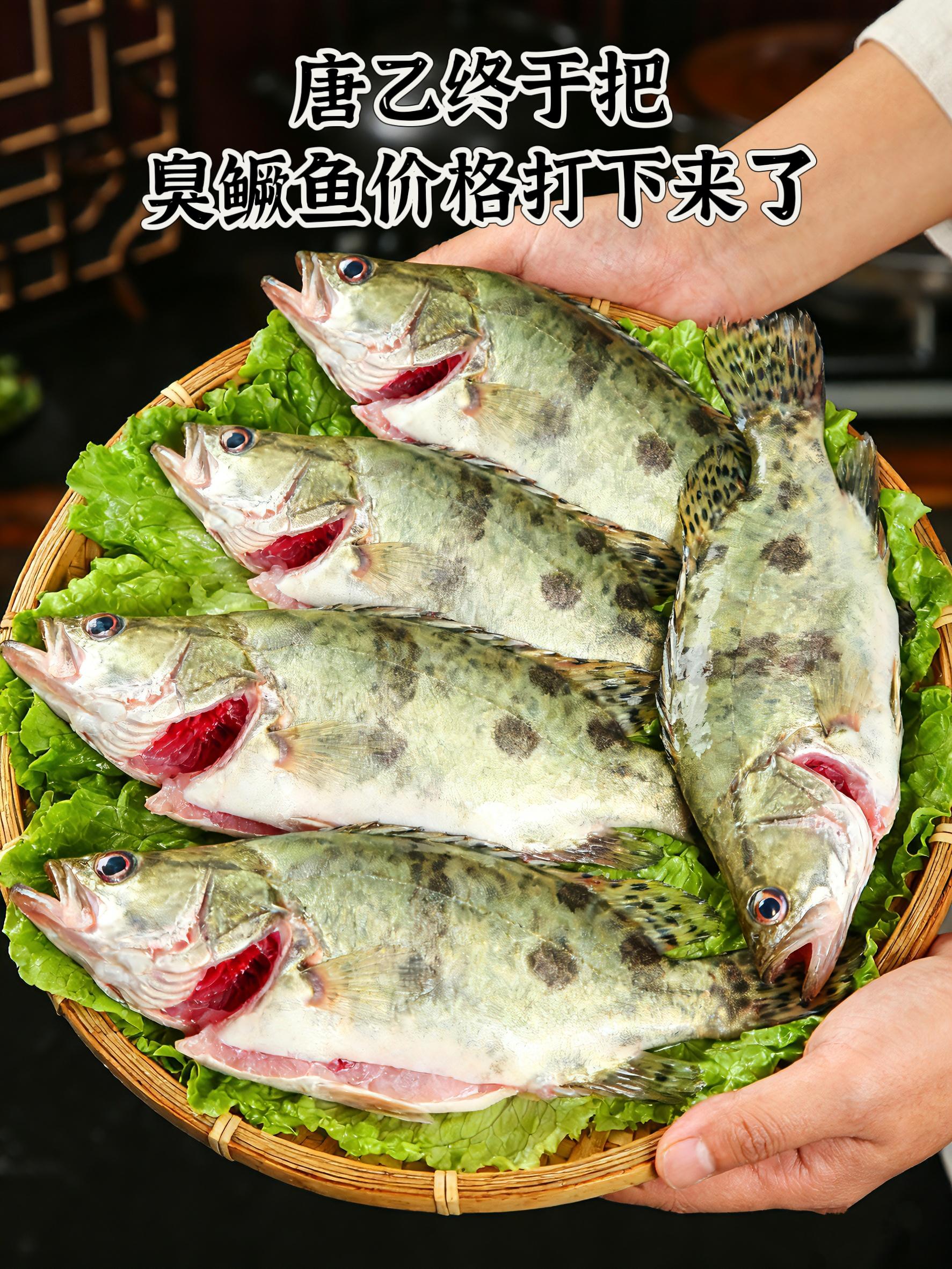家人们,黄山臭鳜鱼来啦!现在市面上的臭鳜鱼,门道可不少。有些商家为省成本,用不新鲜的鱼制作,吃起来肉质柴还不入味,关键是发酵工艺不到位,要么不“臭”没特色,要么异味刺鼻不正宗。 唐艺为大家严选的黄山臭鳜鱼,原料是黄山当地鲜活优质鳜鱼,遵循传统古法发酵工艺,发酵时间精准把控,闻着“臭”吃着香,肉质紧实弹嫩,咸鲜入味。不管是在家清蒸,还是搭配辣椒红烧,都是下饭都是一绝!轻松做出地道徽菜风味。 别再被劣质臭鳜鱼踩坑了,赶紧下单,解锁这道正宗黄山臭鳜鱼,开启味蕾上的徽州盛宴! #黄山臭鳜鱼 #地道徽菜 #美味下饭#安徽臭鳜鱼#抖音美食推荐官