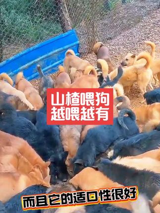 #萌宠 #狗狗 #养狗经验分享@