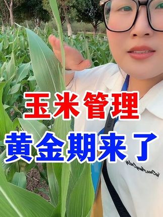 苄氨烷醇在玉米上的增产应用 #苄氨烷醇 #玉米种植 #玉米病虫害 #膨大剂 #水稻种植
