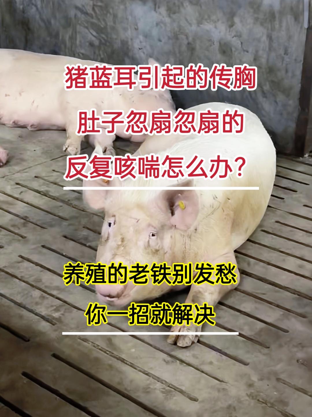 #养猪人#养猪人不容易#养猪人的日常生活#养猪人加油干