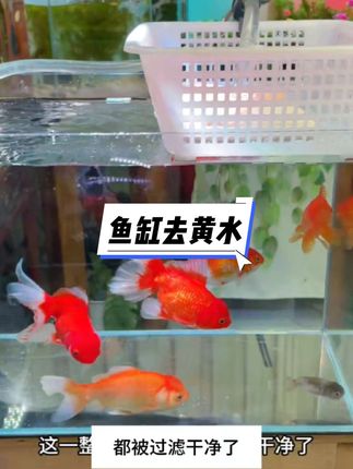 家人们!总有人说这蛋白棉是交智商税?今天咱就拿事实说话——直接开测! 作为养鱼新手,谁不想要一缸清透到能照镜子的空气缸?最近翻了好多养鱼日记,一半人夸蛋白棉神,一半人说纯忽悠,搞得我这小白直接懵圈。 不多说,现在就把鱼缸里的浑水倒出来,丢一块蛋白棉进去,咱实时记录变化。是真能把雾蒙蒙的水变透亮,还是吹出来的噱头?全程无剪辑,跟着我的养鱼日记看结果,新手朋友千万别错过,看完就知道这钱到底该花不该花! #鱼缸过滤 #鱼缸 #鱼缸里的大自然 #养鱼人 #蛋白棉去黄水