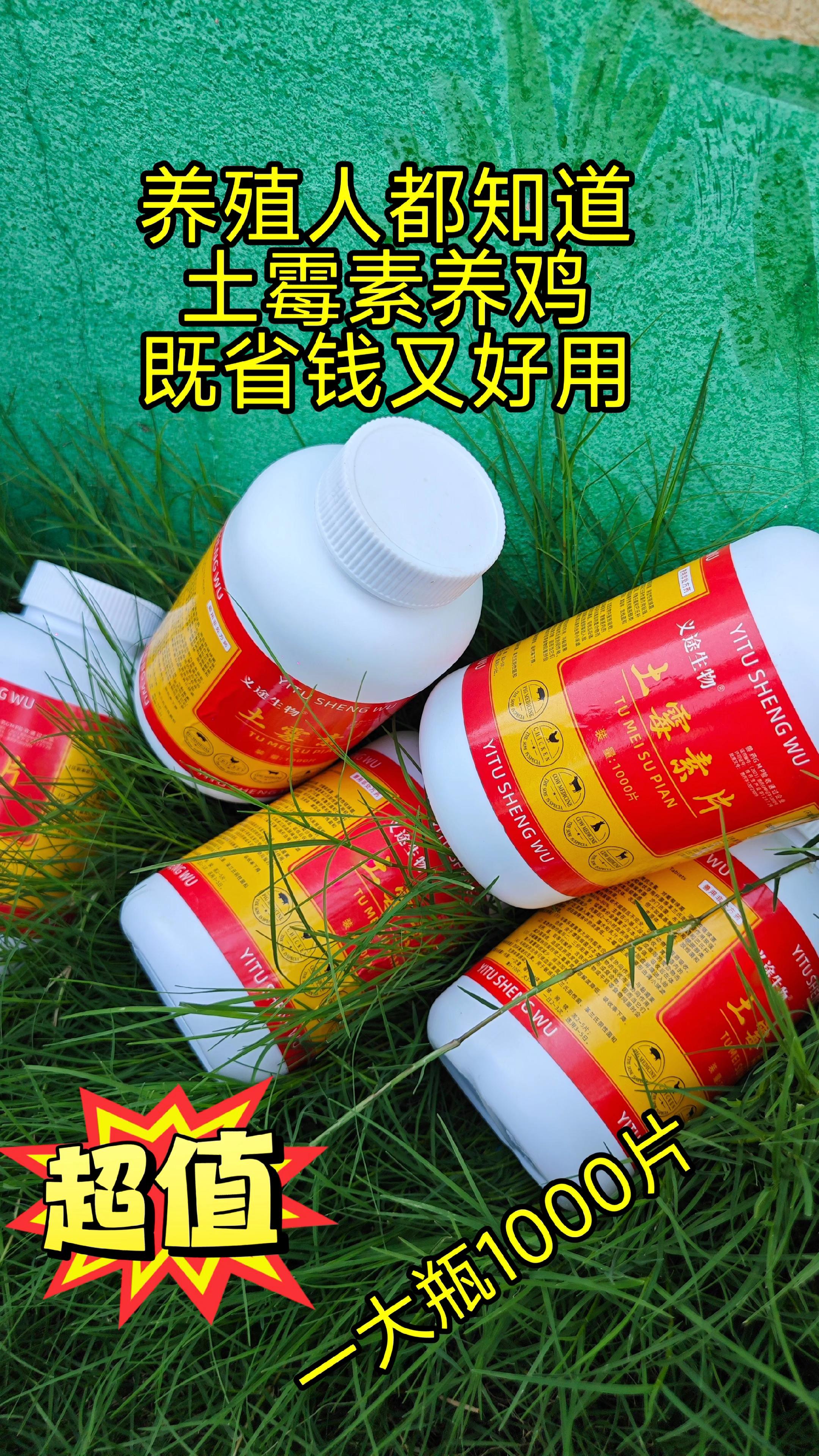 #养殖#鸡鸭鹅养殖#三农#养鸡小妙招#养鸡