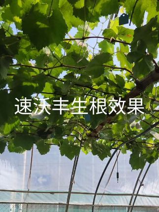 葡萄根系不好怎么办?速沃丰生根肥,不含激素,采用泡液藻为原料,稳定生根养根护根。根系不好,根系质量差的可以使用速沃丰。#速沃丰 #葡萄生根肥 #葡萄生根