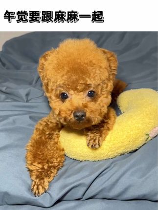 米奇是只小泰迪