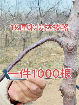 果树拉枝定型神器,果农的好帮手#好物推荐 #作品推广 #抖音助农 @抖音小助手 @DOU+小助手 @生活服务热点中心