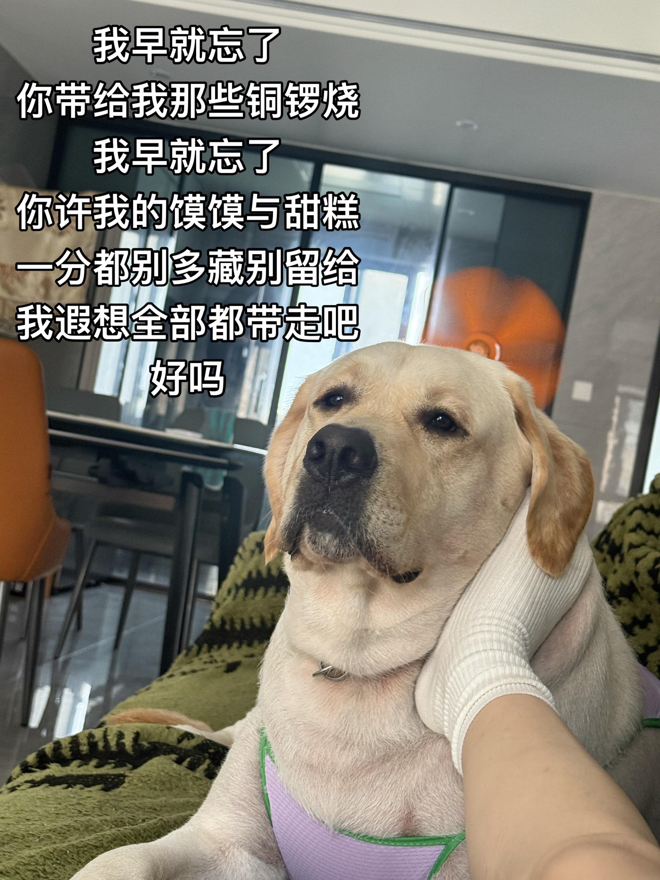 🐶:我都要我都要。#拉布拉多 #拉不拉猪