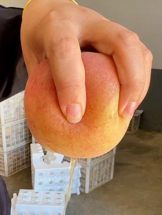 可以手搓榨汁的水蜜桃,看着都好吃! #优质农产品 #新鲜采摘 #桃子#水蜜桃