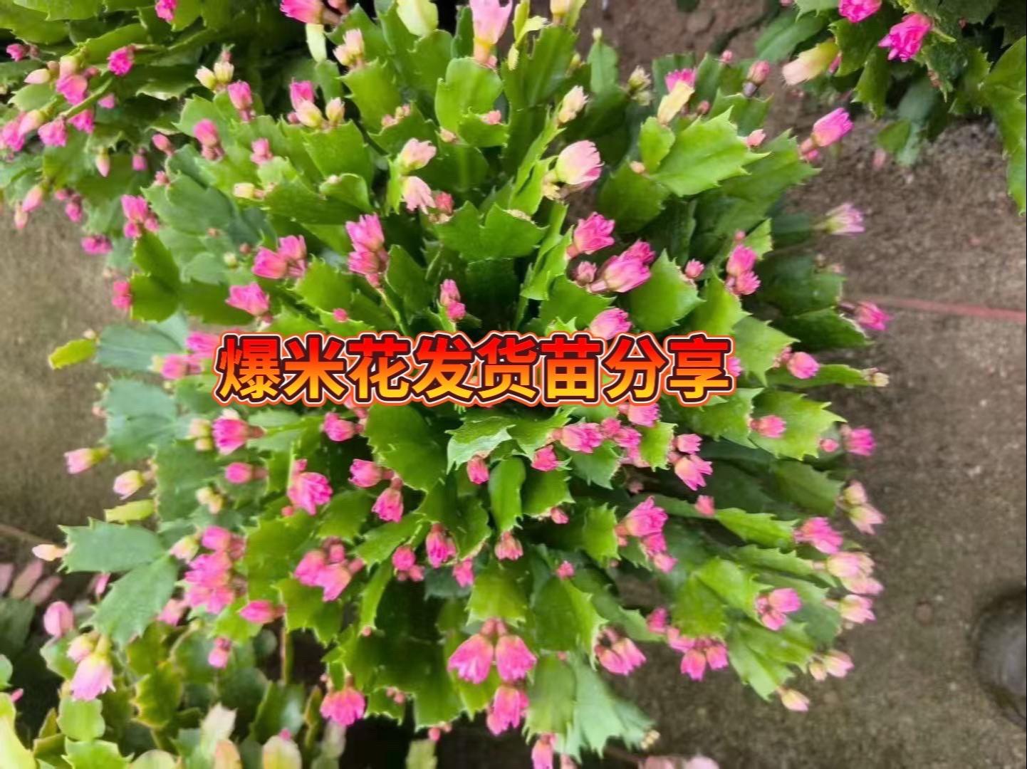 进口爆米花发货苗情分享#爱生活爱养花 #花卉绿植 #花卉盆栽绿植养护技巧分享#家庭养花