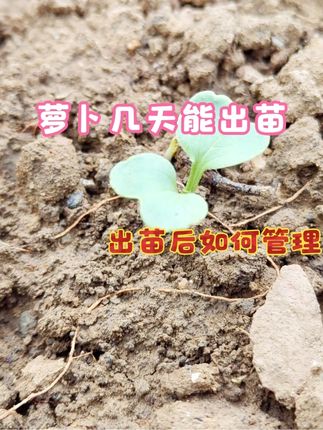 萝卜几天出苗,出苗后如何管理?这几点要注意,要不然白忙活 #萝卜种植 #三农种植 #种菜种菜 #种菜要有种菜的样子