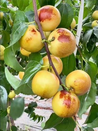 正宗沾化冰糖冬枣新鲜当季水果脆甜可口甜枣子