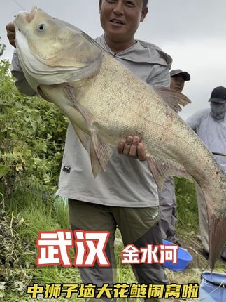 金水河鱼被钓滑啦;遇到滑口白莲;一个小小调整即可轻松破龟;#户外钓鱼 #浮钓鲢鳙