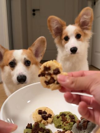 小狗也有曲奇饼干吃啦~~ #家有馋狗 #萌犬出道计划 #柯基 #宠物零食 #我的毛孩子能治愈一切不快乐