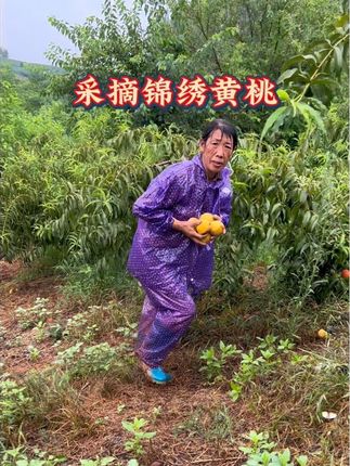 新鲜采摘的锦绣黄桃,脆甜一“夏”#锦绣黄桃 #新鲜采摘 #桃子熟了 #乡村生活