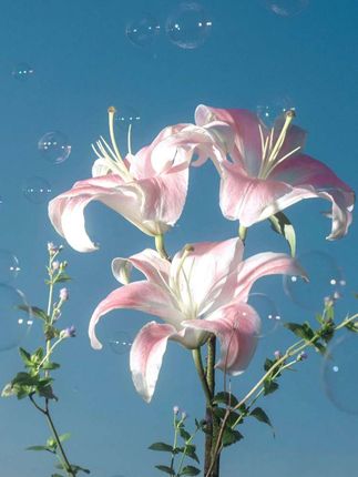 #杜克和一哥 #张予曦毕雯珺真拍了红裙抱 #深情眼 #许嵩